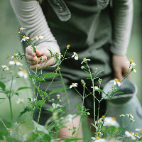 Cueillette plantes sauvages nature enfant élève éducation pédagogie reconnaissance initiation scolaire enseignement 