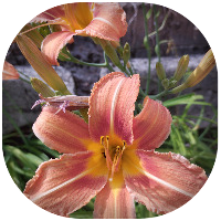 Plantes sauvages de nos quartiers - Vareilles